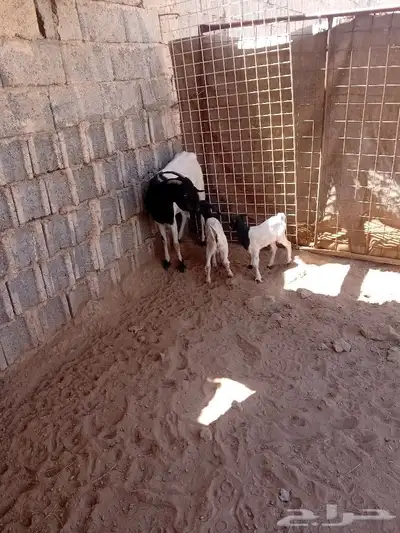 سلام عليكم اخواني اعرض لكم معزاه يحتها ء تيسين تم البيع 7