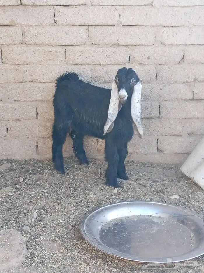 جفره عارضيه تم البيع 1