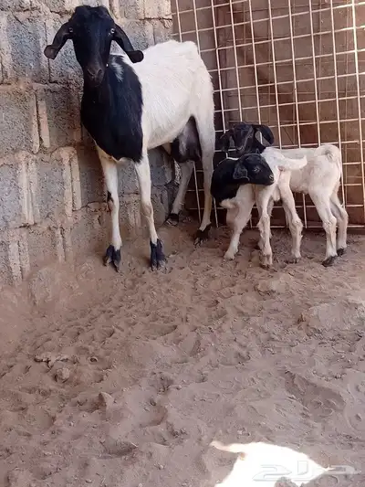 سلام عليكم اخواني اعرض لكم معزاه يحتها ء تيسين تم البيع 3