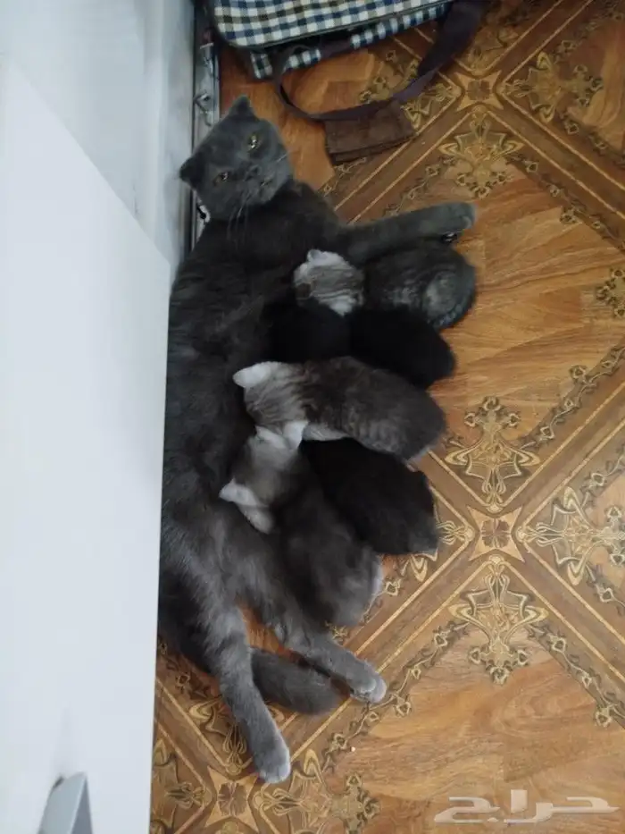 كيتن سكوتش فولد مستوى عالي أصول مستورده 0