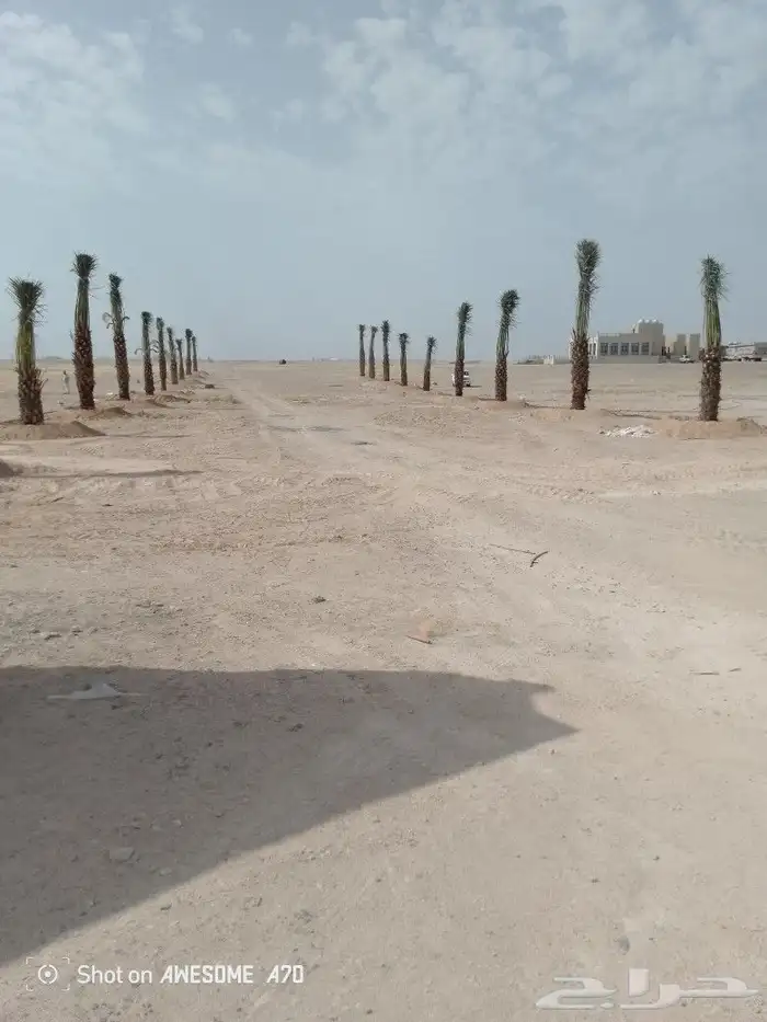 مقاول شبوك ونخيل الشرقية 1