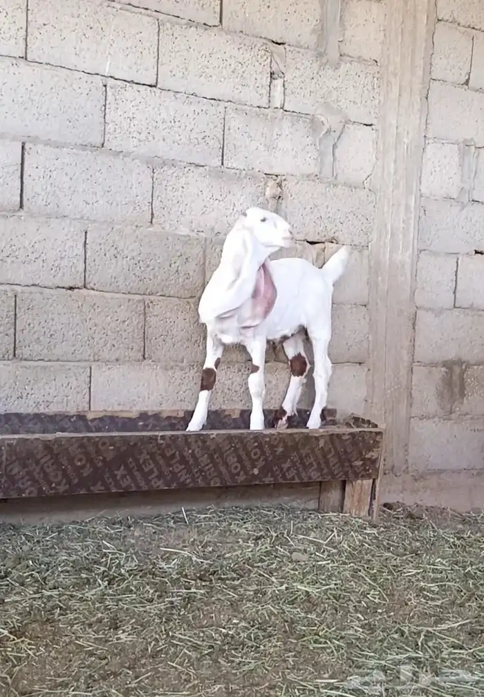 عنز مطوره فاخره جرم وجنب ورتفاع ماشاء الله تبارك الله 3