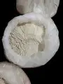 بودره لقاح نخيل خام طلع النخيل جديد حق الموسم 0