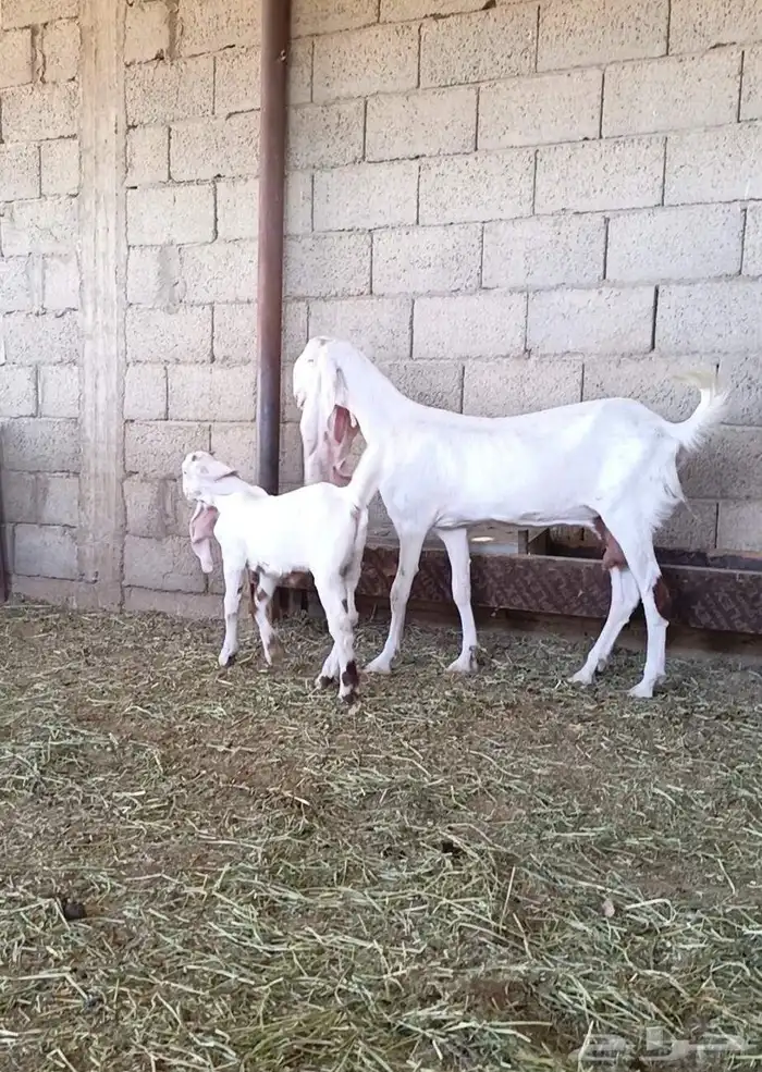 عنز مطوره فاخره جرم وجنب ورتفاع ماشاء الله تبارك الله 4