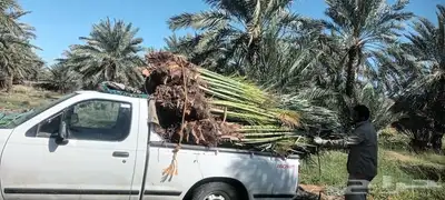 يوجد لدينا جميع انواع انخيل 3