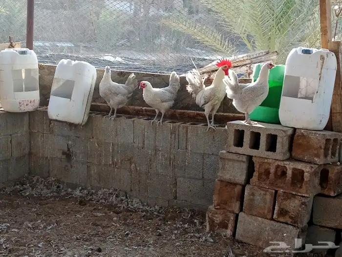ايصال فيومي المنيوم جولد صحه ونظافه الموقع الدمام 0