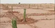 نقوم بتركيب الشبوك والسواتر بجميع انواعها مجلفن ون وطني 4