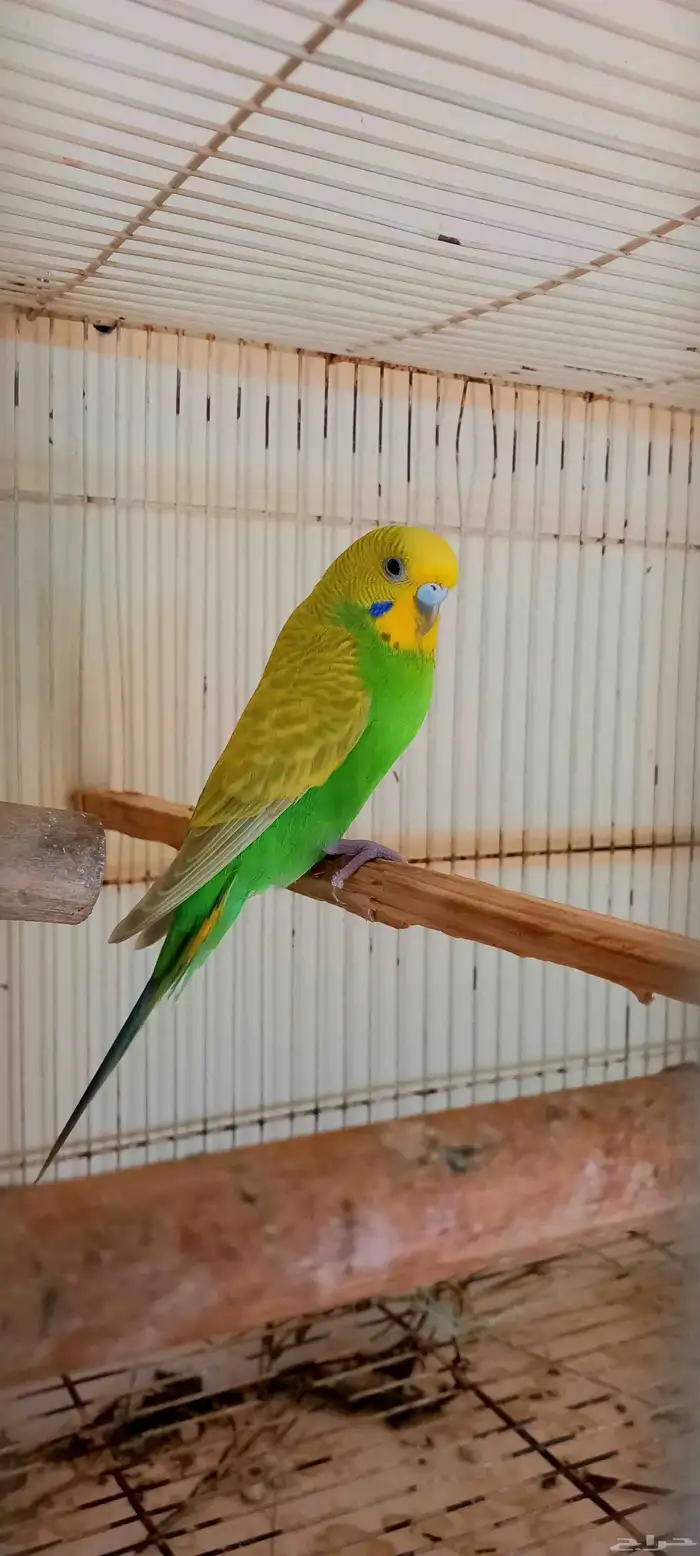 زوج بادجي منتج معى فروخ 3