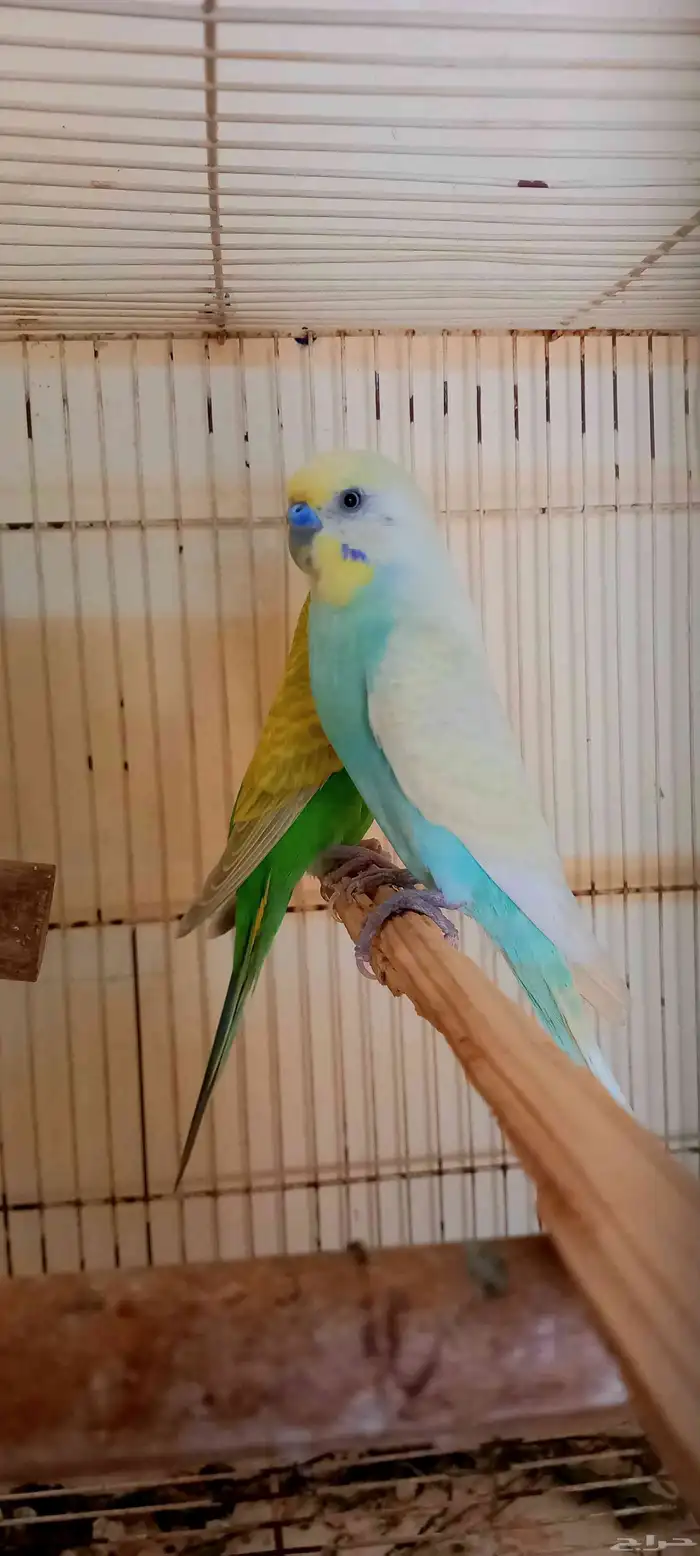 زوج بادجي منتج معى فروخ 4