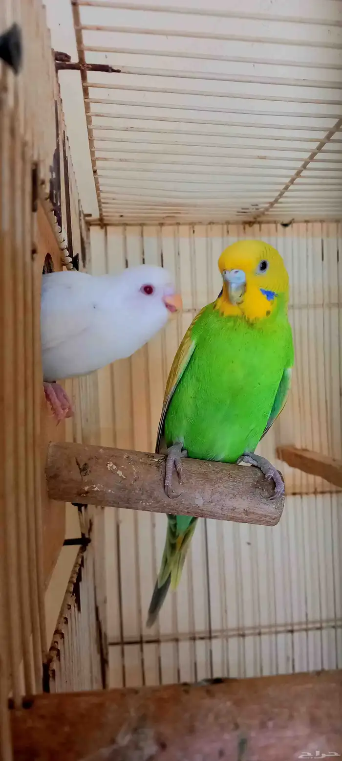 زوج بادجي منتج معى فروخ 1