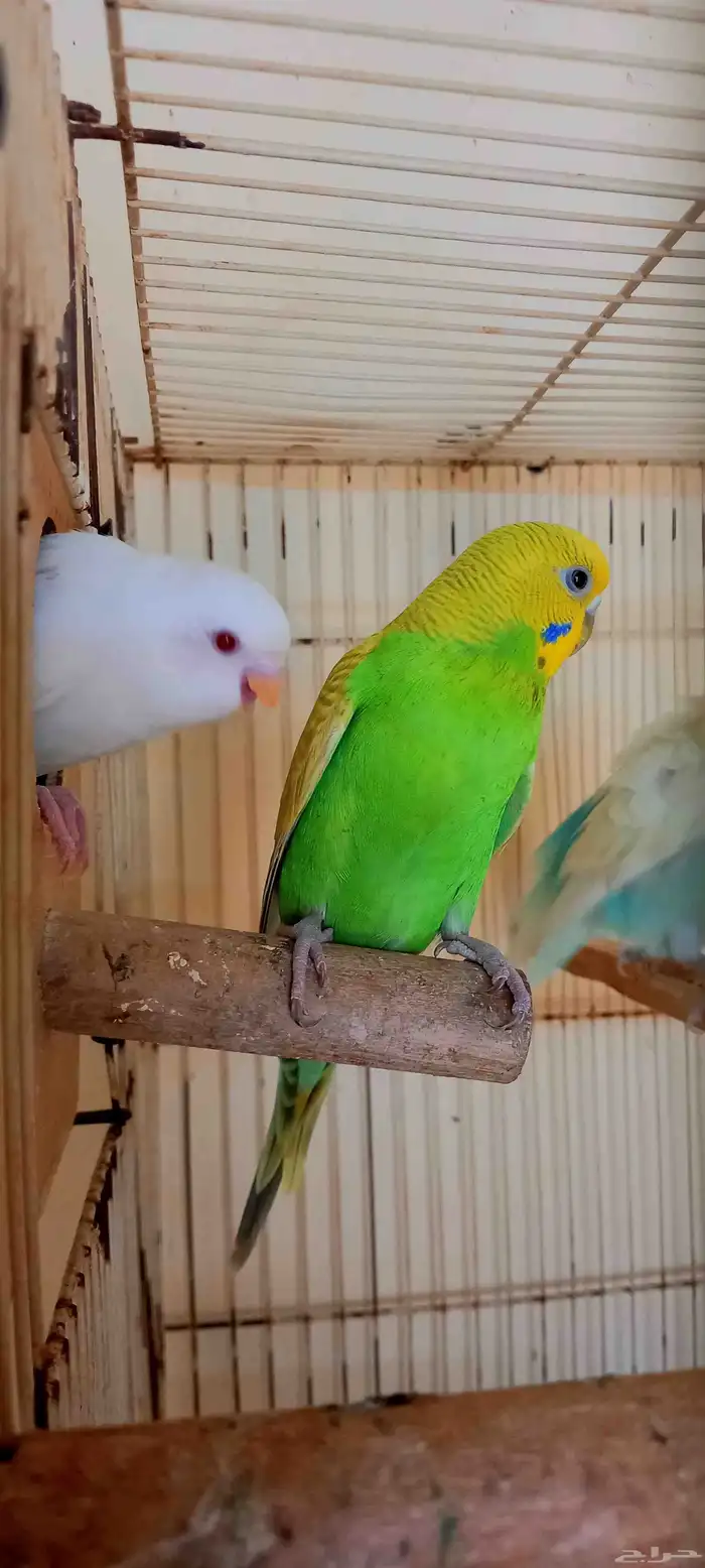 زوج بادجي منتج معى فروخ 0