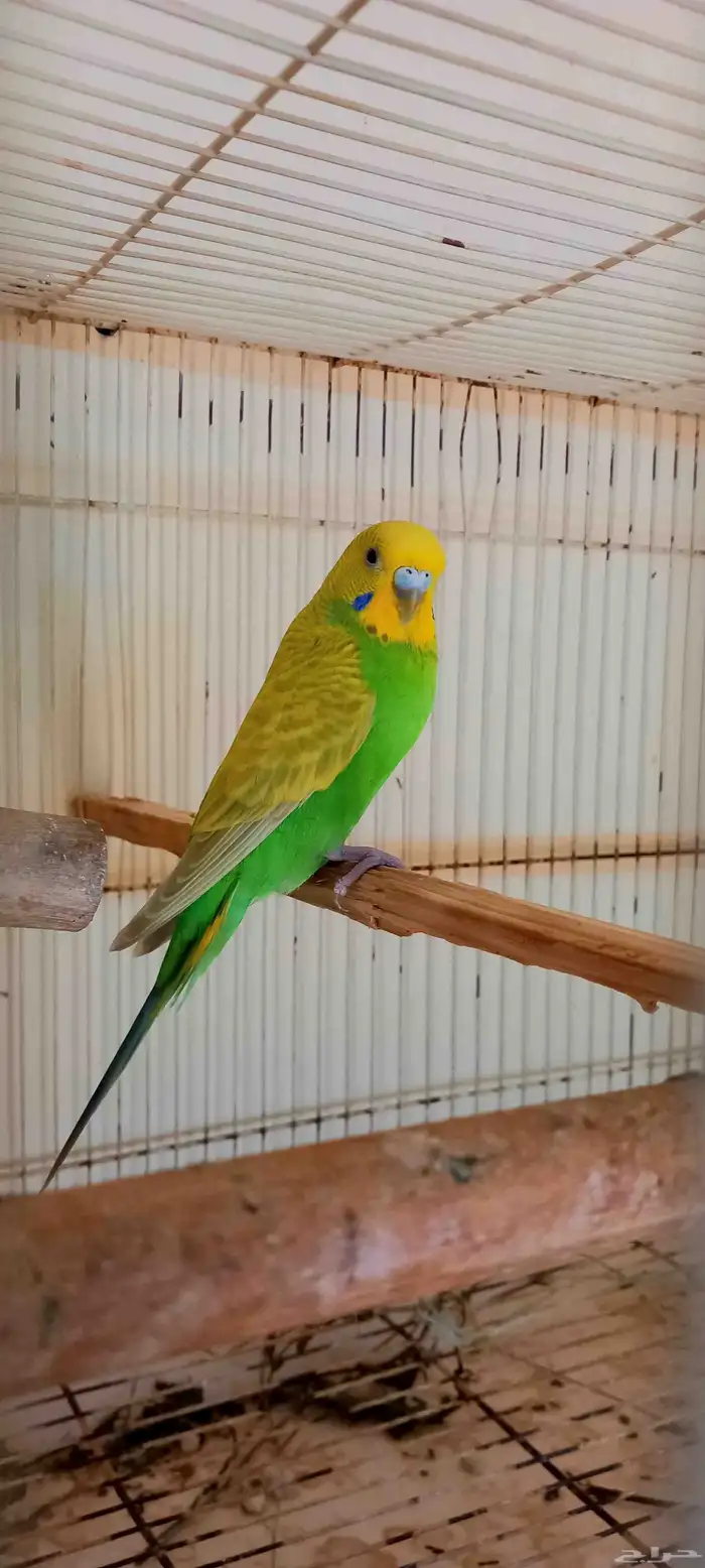 زوج بادجي منتج معى فروخ 2