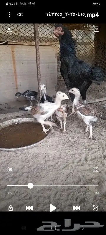 دجاج 1