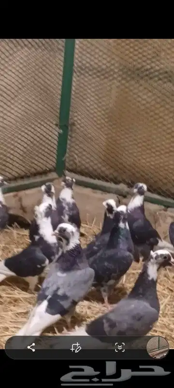 حمام قطايف قلاب درع ترثه واحده 1