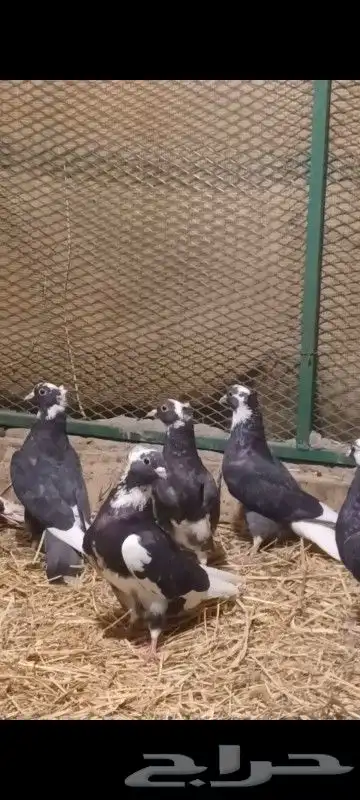 حمام قطايف قلاب درع ترثه واحده 2