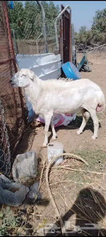 غنم 0