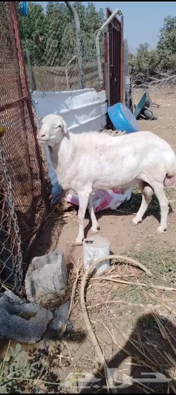 غنم 3