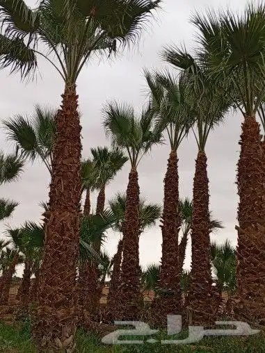 نقوم بتركيب الشبوك والسواتر بجميع انواعها مجلفن ون وطني 7