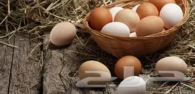 بيض بلدي مزرعة السراة العضوية 0