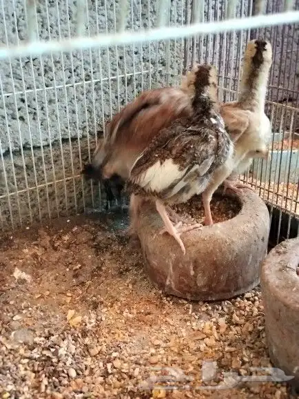 دجاج باكستاني 14