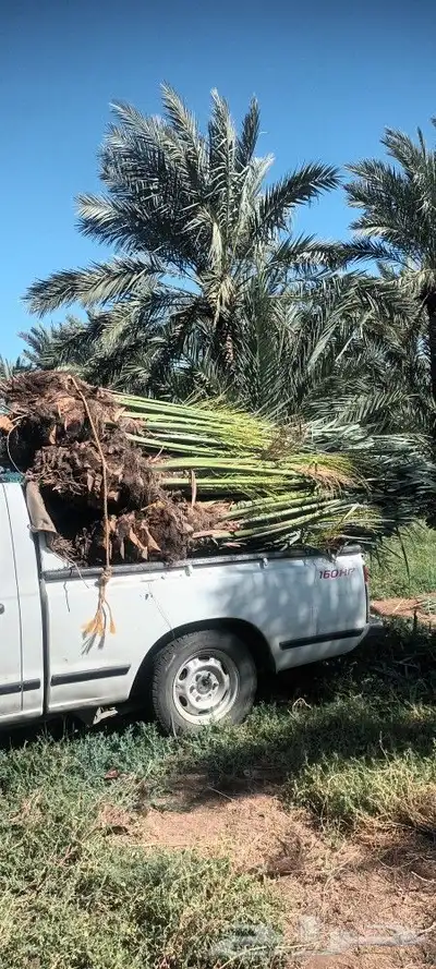 يوجد لدينا جميع انواع انخيل 2