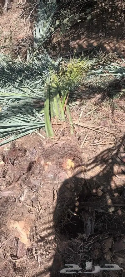 يوجد لدينا جميع انواع انخيل 5