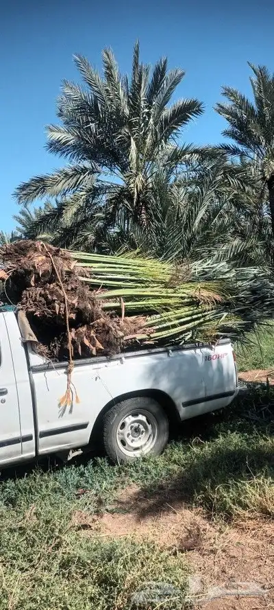 يوجد لدينا جميع انواع انخيل 4