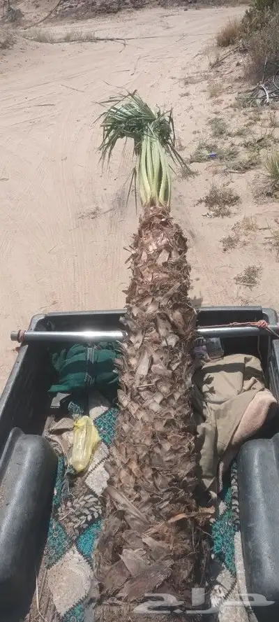 يوجد لدينا جميع انواع انخيل 7