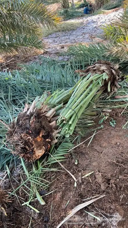نخل مثمرونخل واشنطن 5