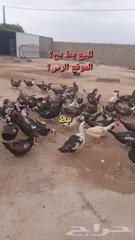بط بح 0