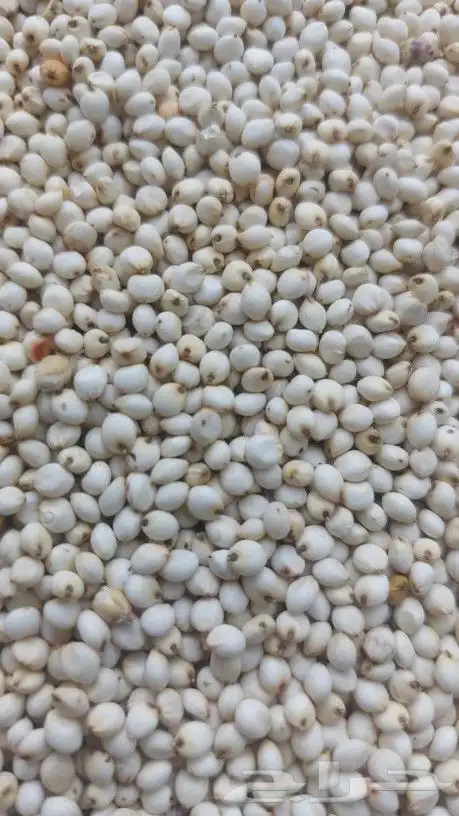 طاحون حب بلدي 16
