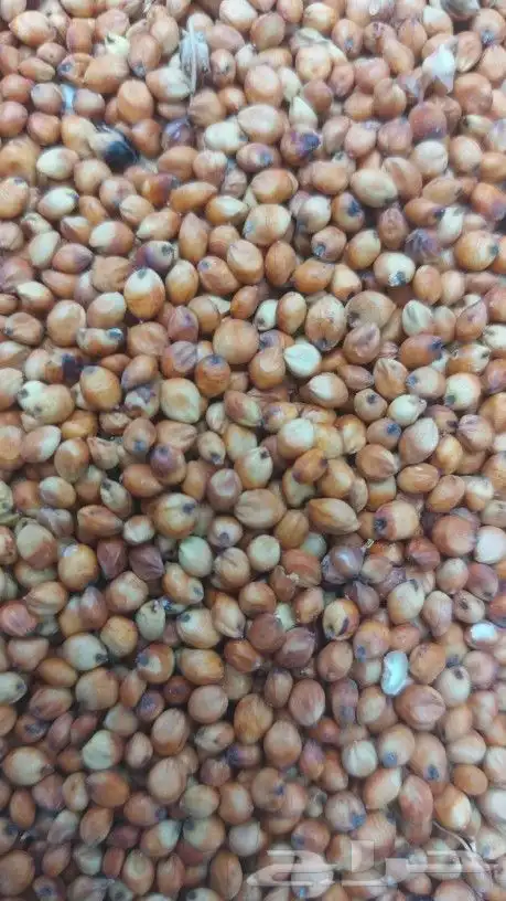 طاحون حب بلدي 15