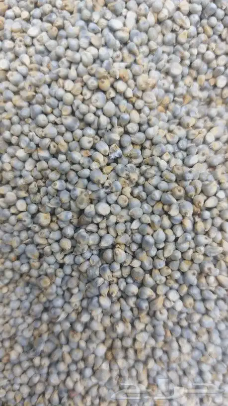 طاحون حب بلدي 12