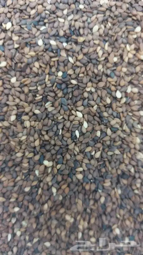طاحون حب بلدي 13