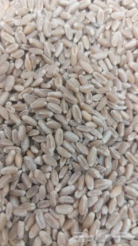 طاحون حب بلدي 11