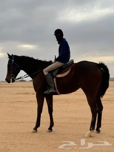 اسطبل السعاده يرحب بكم عرض خاص بقل السعر تدريب خيل نساء وا ر 0