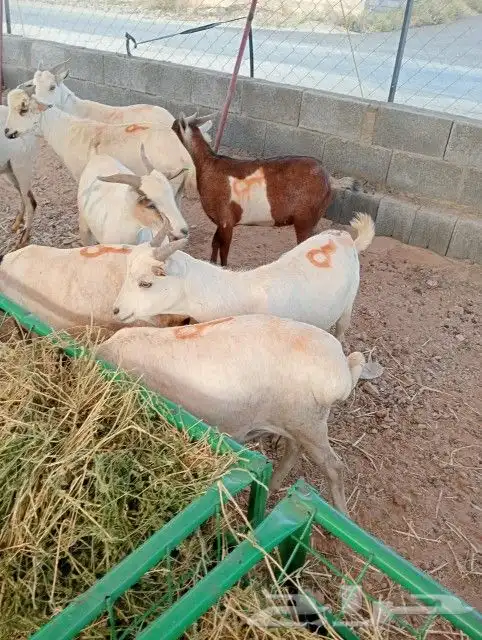 غنم مستورد للبيع 3