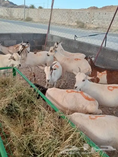 غنم مستورد للبيع 2