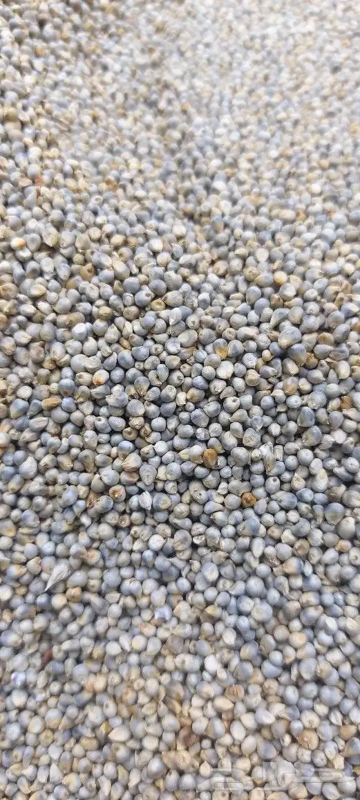 طاحون حب بلدي 9