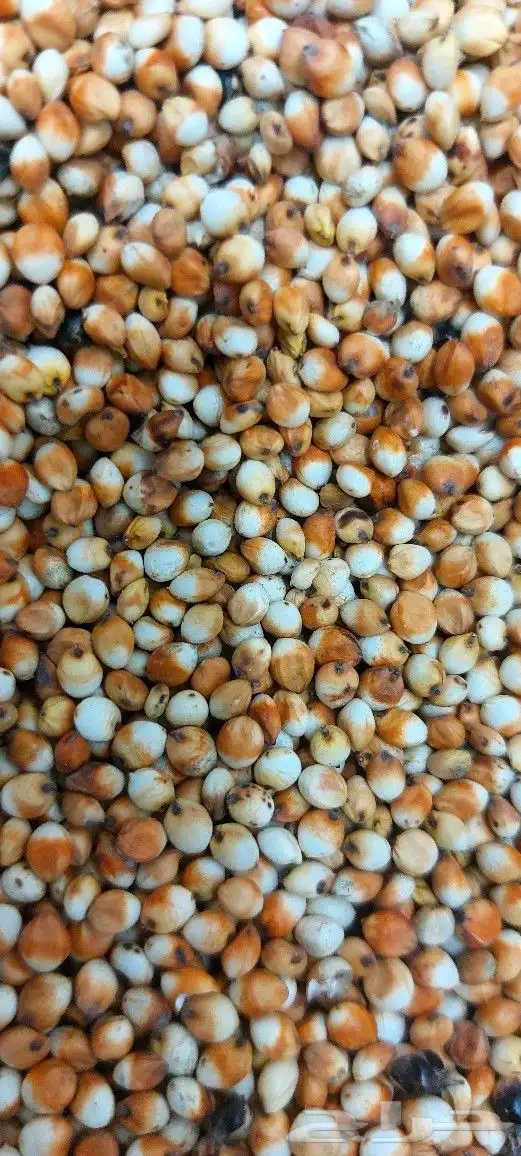 طاحون حب بلدي 4