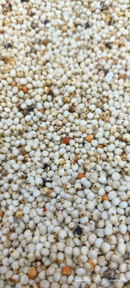 طاحون حب بلدي 8