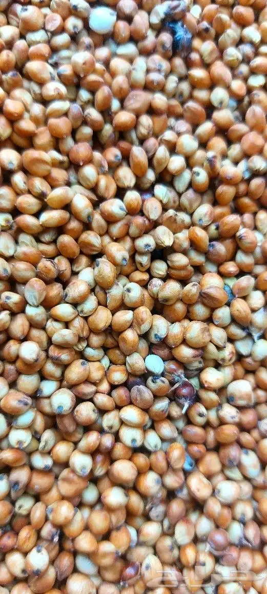 طاحون حب بلدي 10