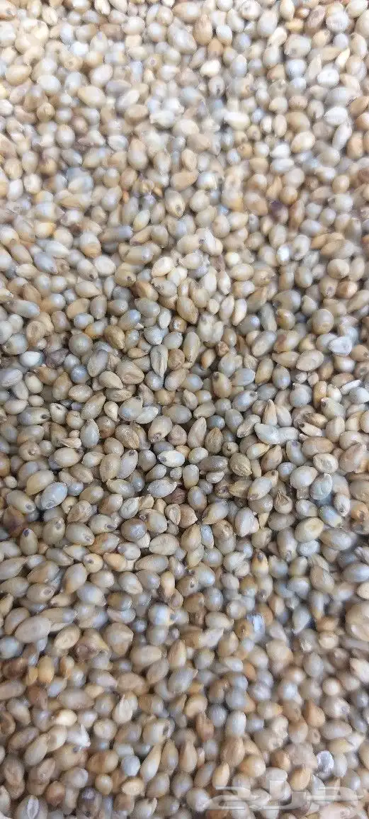 طاحون حب بلدي 6