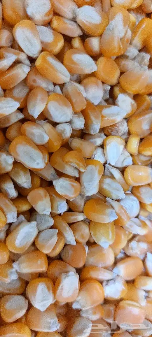 طاحون حب بلدي 5