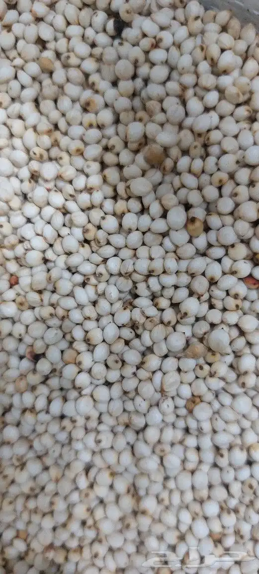 طاحون حب بلدي 2