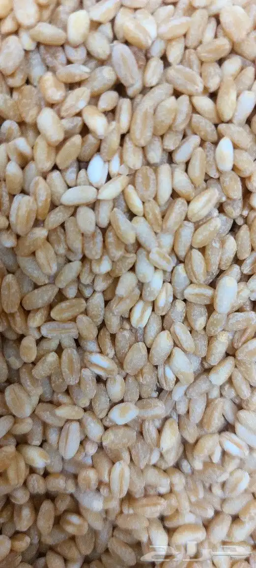 طاحون حب بلدي 3