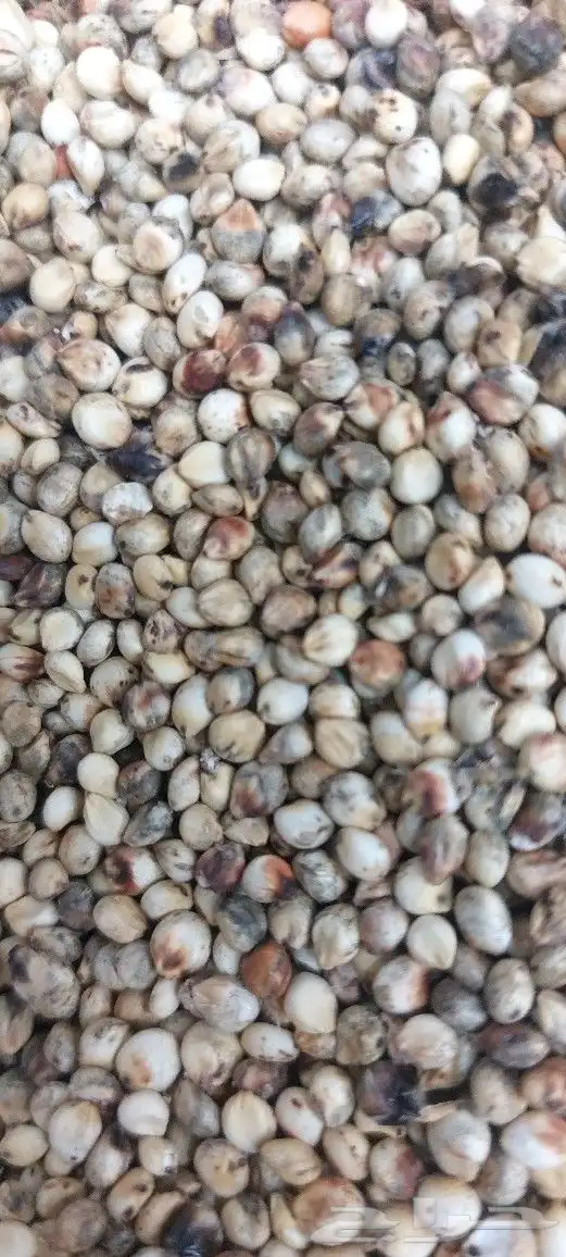 طاحون حب بلدي 0