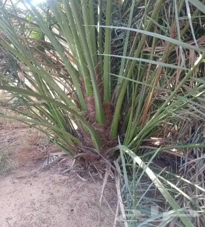جميع انواع فروخ وجثايث ونقايل 0