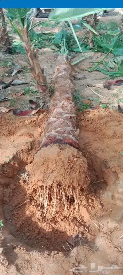 يوجد لدينا جميع انواع انخيل 6