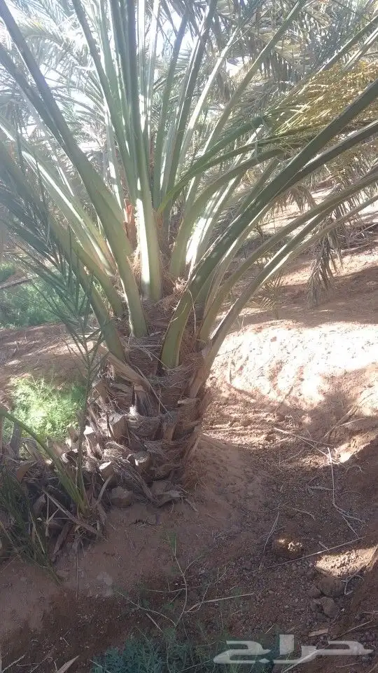 عجوه العدد 300طول الساق مترين 2